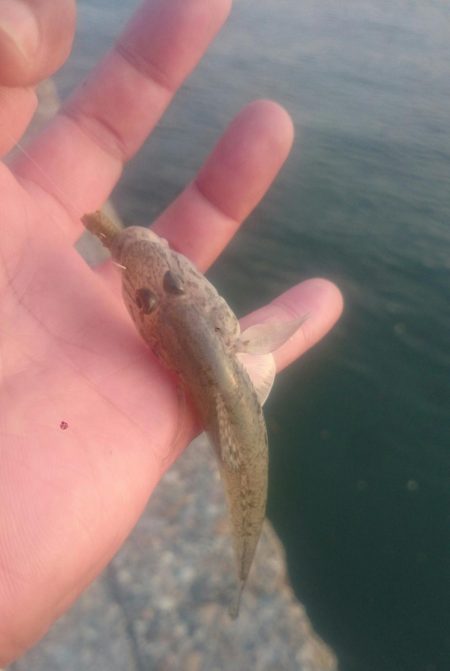 尺ハゼは何処に