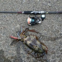 どうにか釣れました。