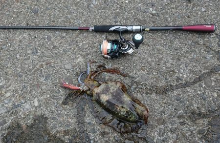 どうにか釣れました。