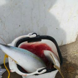 やっぱりハマチ