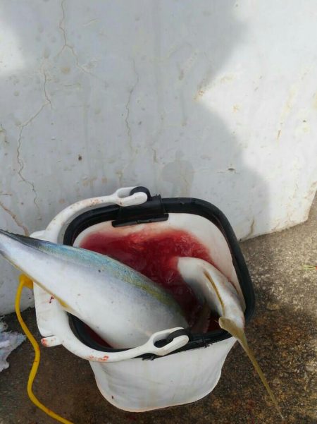 やっぱりハマチ