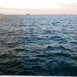 ◯タチウオこのまま終了か！？