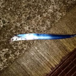 ◯タチウオどこへ!?