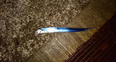 ◯タチウオどこへ!?