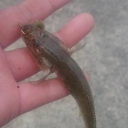 無念!!尺ハゼ捕獲ならず!!