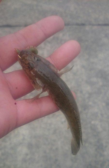 無念！！尺ハゼ捕獲ならず！！