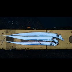 ◯湾奥タチウオ