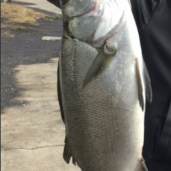 マイクロジギング