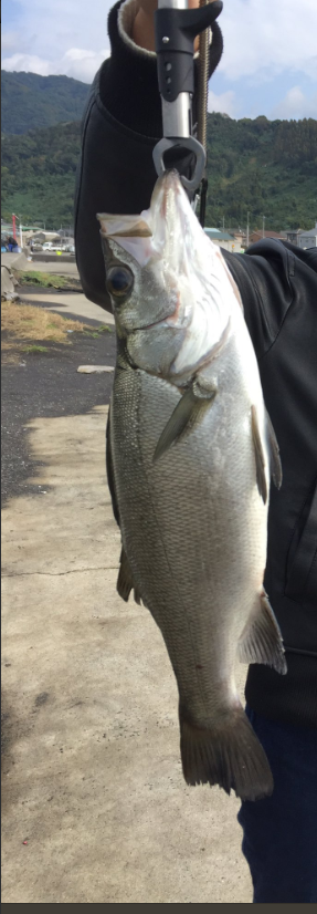 マイクロジギング