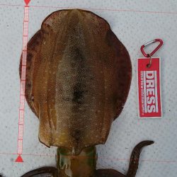 ボートエギング