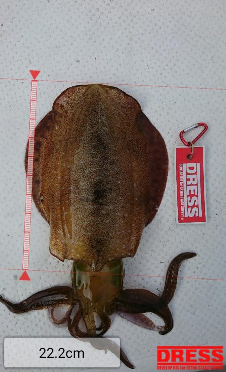 ボートエギング