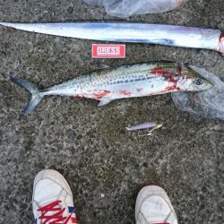 下り坂のタチウオと初サゴシ