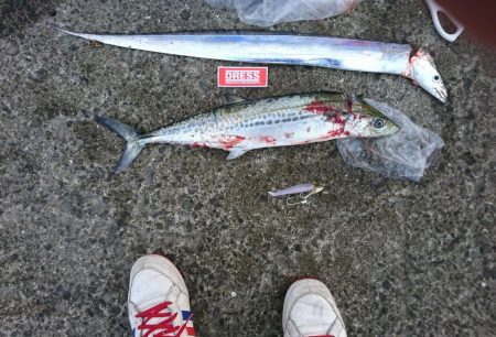 下り坂のタチウオと初サゴシ