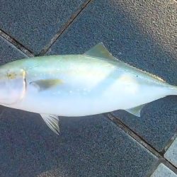 青物　一応4連勝