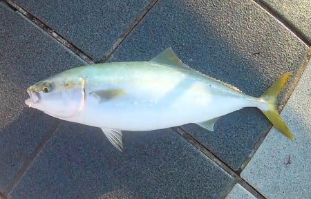 青物　一応4連勝