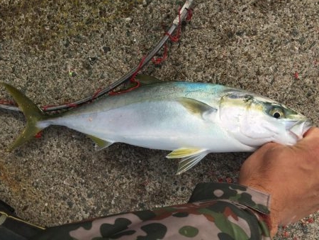 一文字渡堤再開