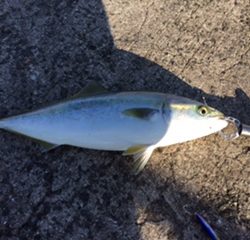 久しぶりの釣果はハマチ☆