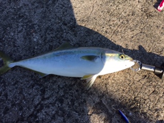 久しぶりの釣果はハマチ☆