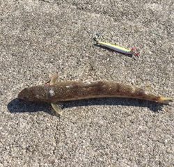 青物釣れず。。。