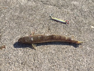 青物釣れず。。。