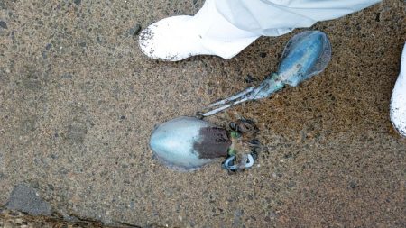 ましな型のアオリイカ