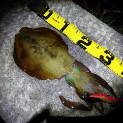 1杯のみだけど良型GET