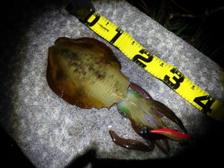 1杯のみだけど良型GET