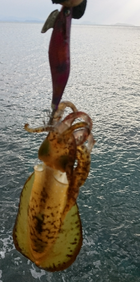 ちょこっとエギング