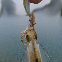 ちょこっとエギング