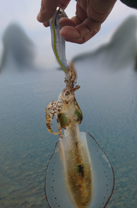 ちょこっとエギング