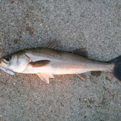 連日の青物トップゲーム