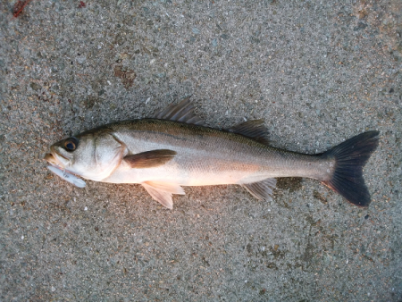 連日の青物トップゲーム