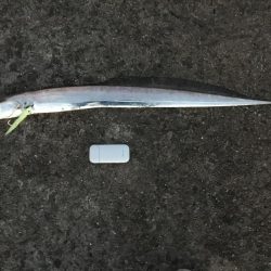 渋い中なんとか太刀魚