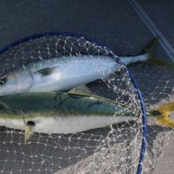 へいみつ丸 釣果