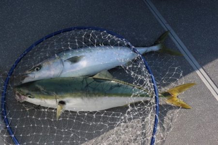 へいみつ丸 釣果