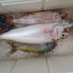真生丸 釣果