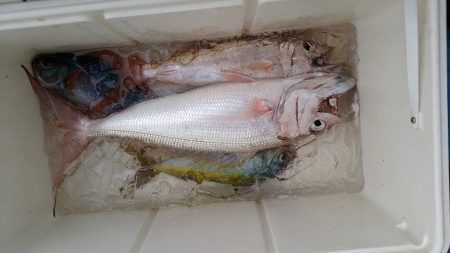 真生丸 釣果