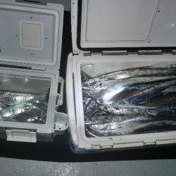 TOPGUN名古屋 釣果