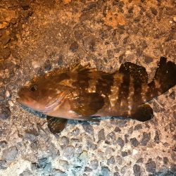 朝マズメの釣行