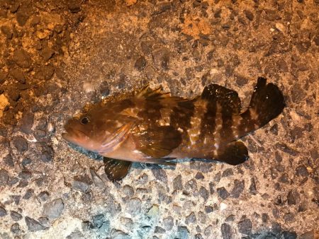 朝マズメの釣行