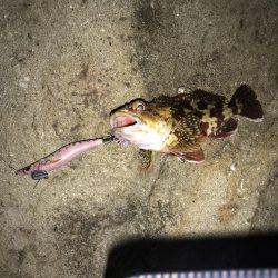 ３連休の人を避けて釣行するも、、、