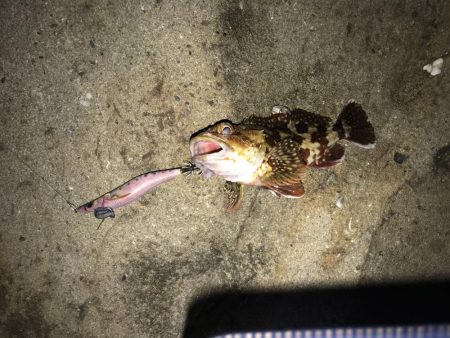 ３連休の人を避けて釣行するも、、、