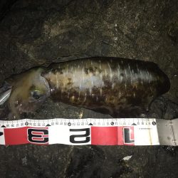 南紀でひさびさにキロアップ