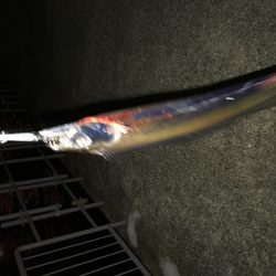 太刀魚2本で撤退