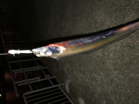 太刀魚2本で撤退