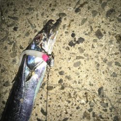 マナティーをサイズダウンしてから連続ヒット!!