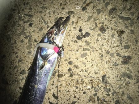 マナティーをサイズダウンしてから連続ヒット!!