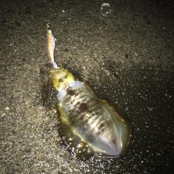 南紀でエギングランガン