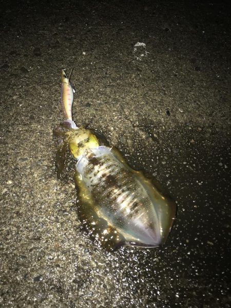 南紀でエギングランガン