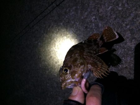 ロックフィッシュ